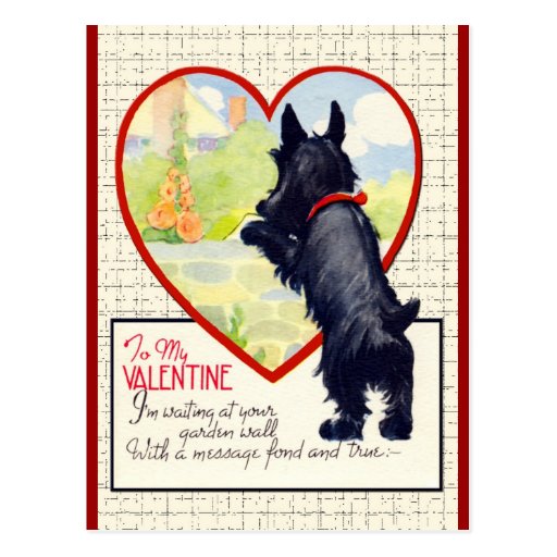 Scottie dog Valentine Scottish Terrier Postcard | Zazzle