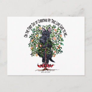 Scottie in a Pear Tree Postcard