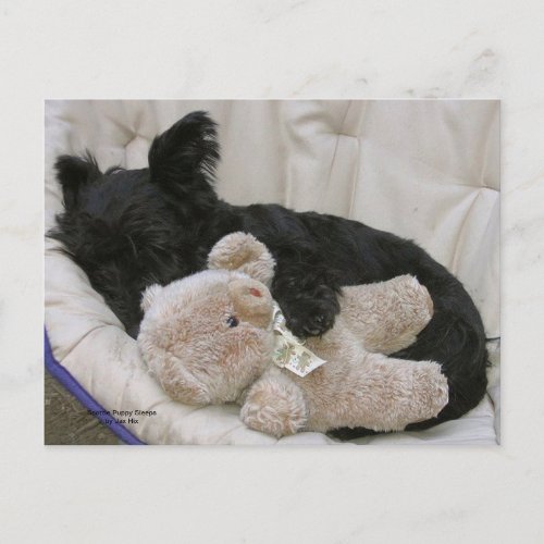 Scottie Puppy Postcard