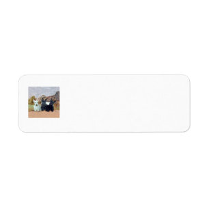 SCOTTIE Return Address Labels
