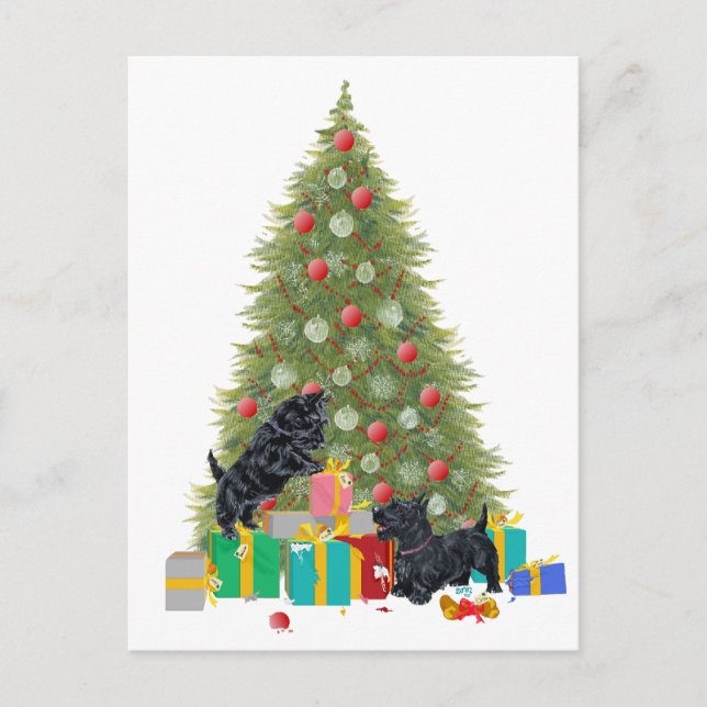 Scotties Sort the Christmas Gifts Holiday Postcard (Front)