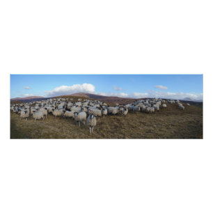 Scottish Blackface Sheep Herd Panorama Photo Print
