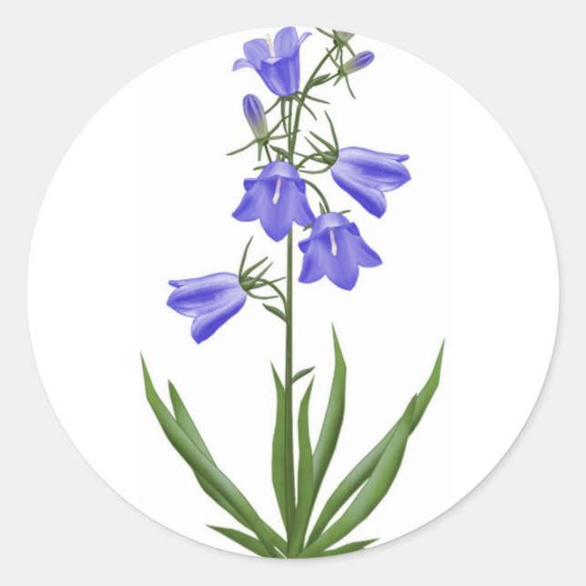 scottish blue bells - customizable classic round sticker (Front)