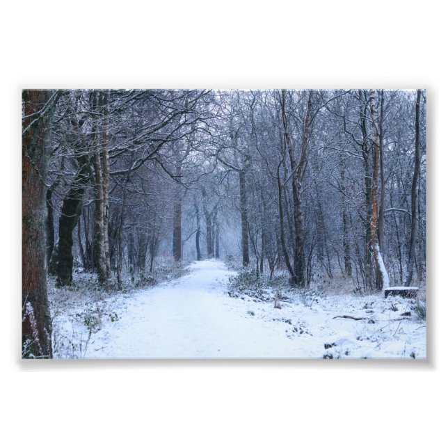 Scottish Bluebell Woods in Winter Photo Print (Front)