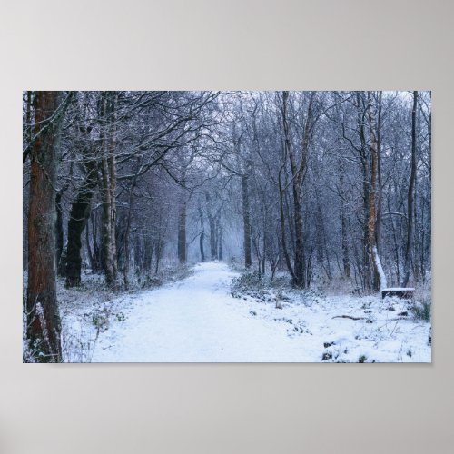 Scottish Bluebell Woods in Winter Poster