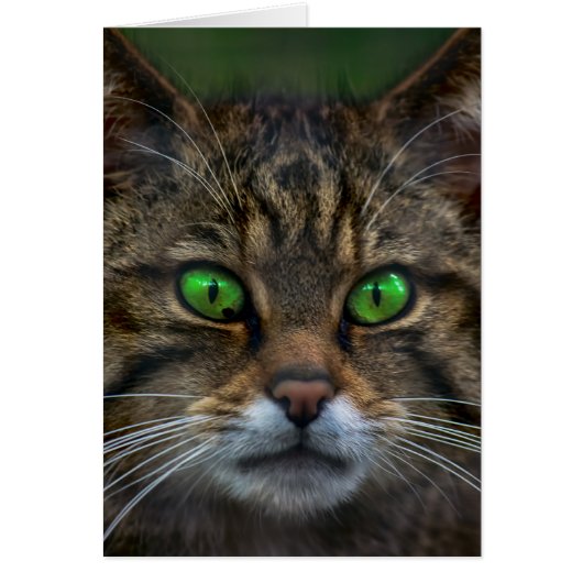 Scottish cat portrait (Front)