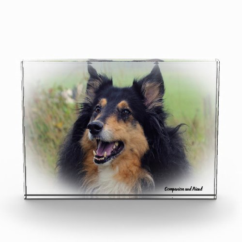 Scottish Collie Dog Photo Block