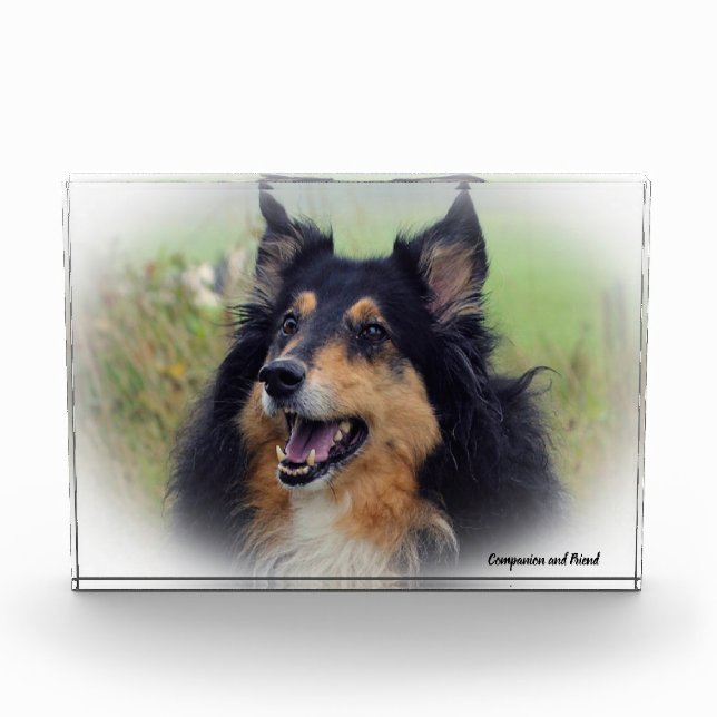 Scottish Collie Dog. Photo Block (Front)