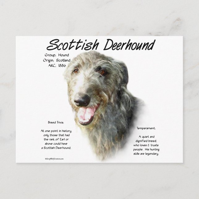 Scottish Deerhound History Design Postcard (Front)