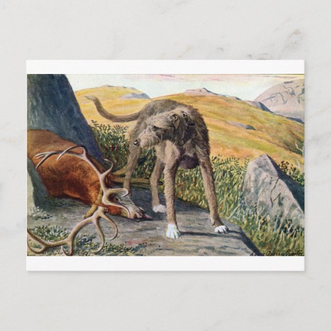 Scottish deerhound postcard (Front)