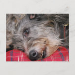 Scottish Deerhound Postcard