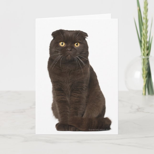 Scottish Fold (18 months old) sitting Card (Front)