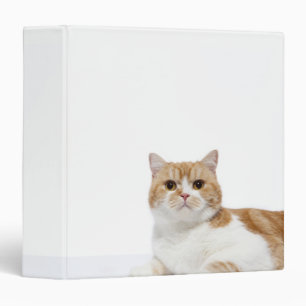 Scottish Fold Cat Binder