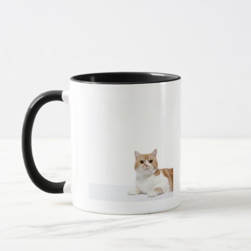 Scottish Fold Cat Mug
