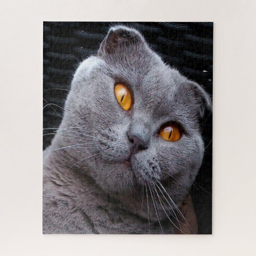 Scottish Fold Cat Pedigree Jigsaw Puzzle