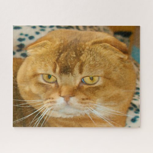 Scottish Fold Cat Pedigree Jigsaw Puzzle