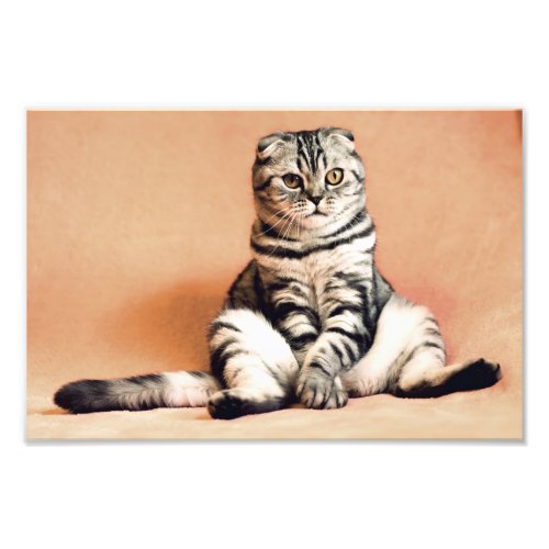 Scottish Fold Cat Photo Print