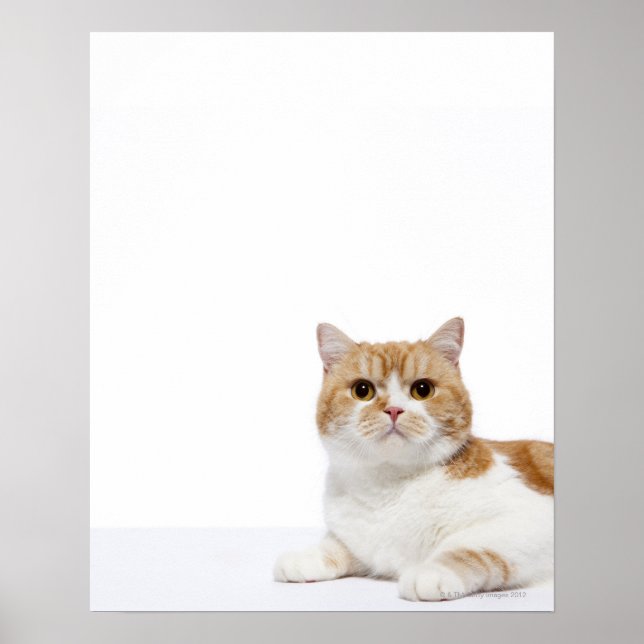 Scottish Fold Cat Poster (Front)