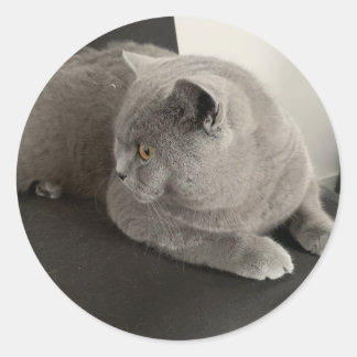 scottish fold cat sticker
