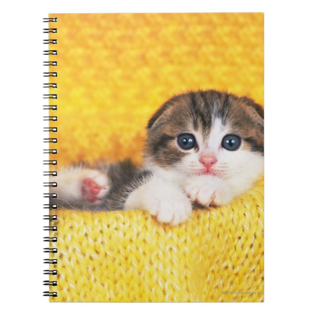 Scottish Fold; is a breed of cat with a natural Notebook (Front)