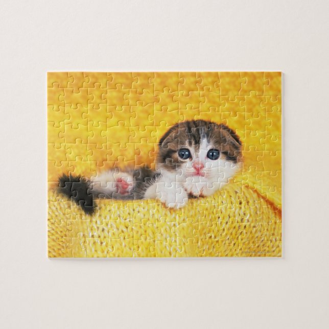 Scottish Fold Jigsaw Puzzle (Horizontal)