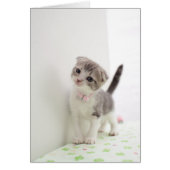 Scottish Fold Kitten (Front)