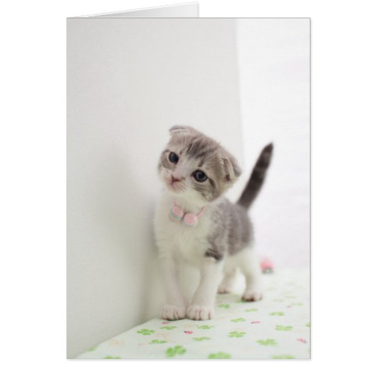 Scottish Fold Kitten Cards (Front)