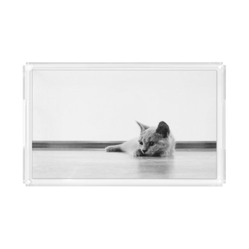 Scottish Fold Kitten Cat Super Cute Acrylic Tray