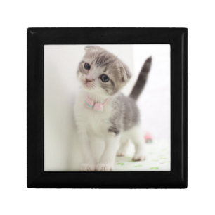 Scottish Fold Kitten Gift Box