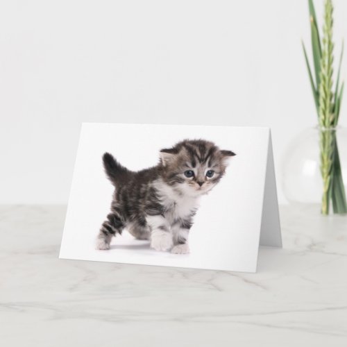 Scottish Fold Kitten Greeting Card