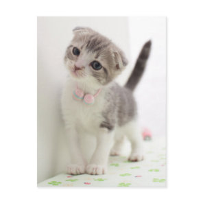 Scottish Fold Kitten Postcard