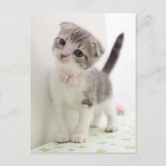 Scottish Fold Kitten Postcard