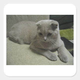 Scottish_fold laying 2.png square sticker