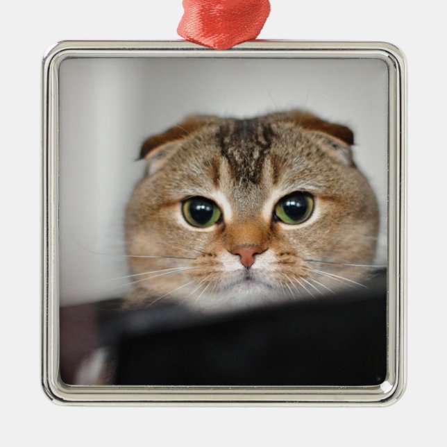 Scottish fold scared metal ornament (Front)