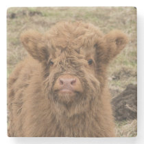 Scottish highland baby cow photograph stone coaster