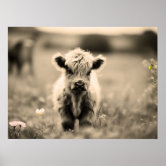 Scottish Highland baby cow Wrapping Paper by Haley Redshaw