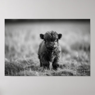 Scottish Highland Calf Baby Cow Poster