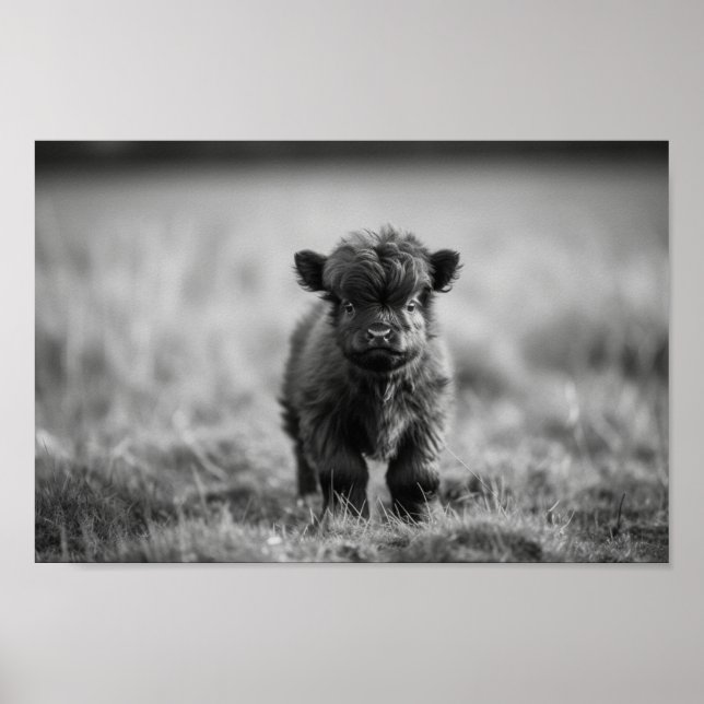 Scottish Highland Calf Baby Cow Poster (Front)
