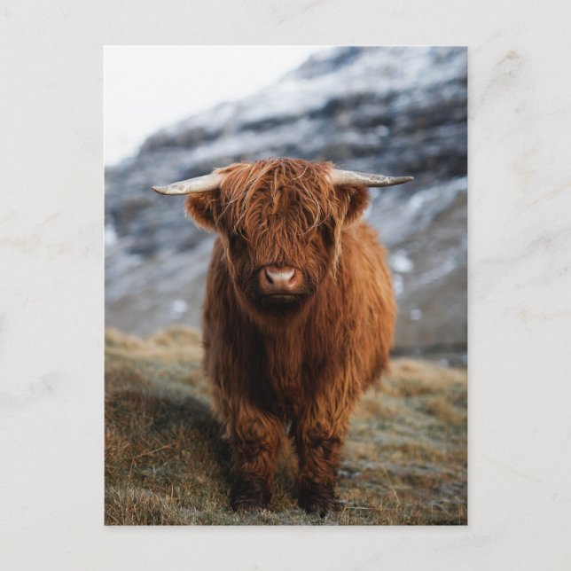 Scottish Highland Calf Photo Postcard (Front)