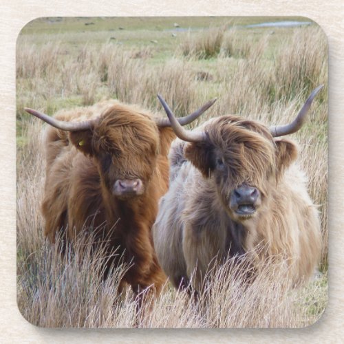 Scottish Highland Cattle Beverage Coaster