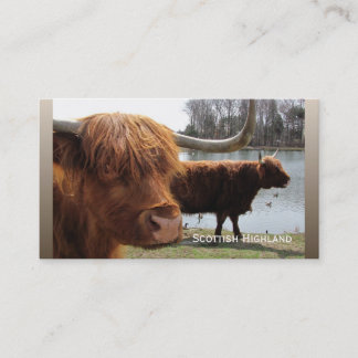 Scottish Highland cattle ~ biz card