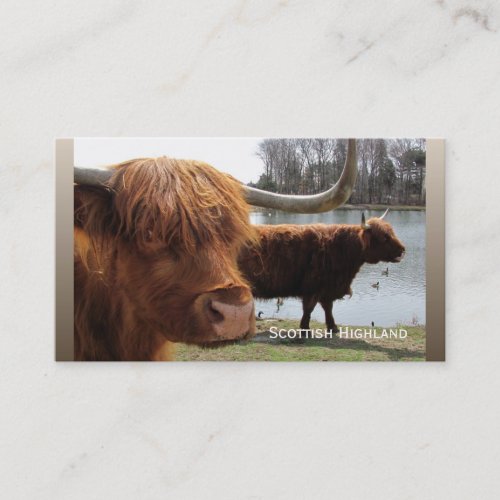 Scottish Highland cattle ~ biz card Business Card