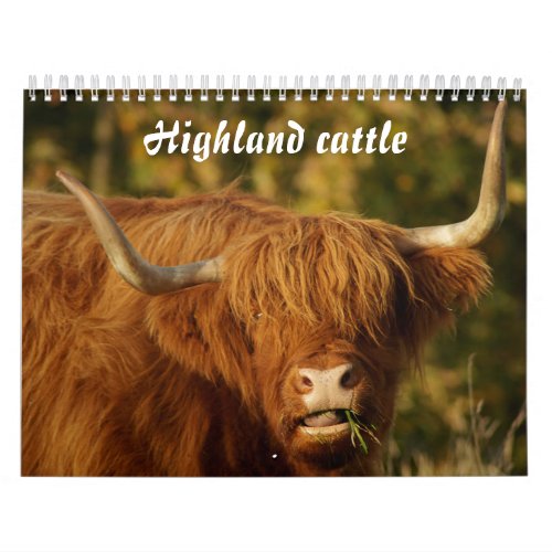 Scottish Highland Cattle Calendar