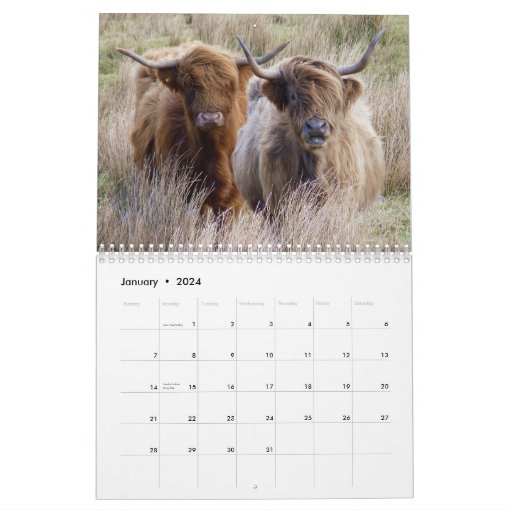 Scottish Highland Cattle Calendar Zazzle