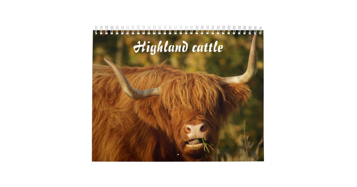 Scottish Highland Cattle Calendar Zazzle