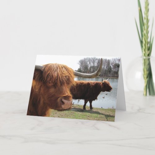 Scottish Highland Cattle  card