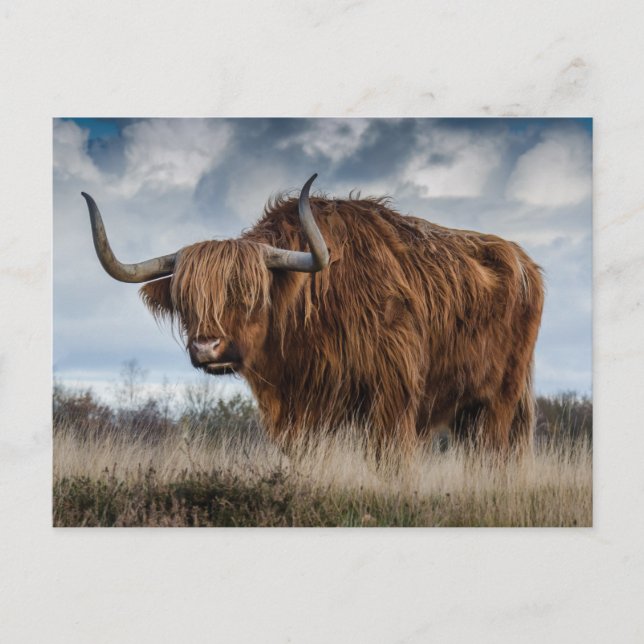 Scottish Highland cattle Holiday Postcard (Front)