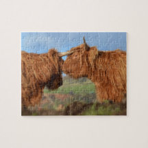 Scottish Highland Cattle