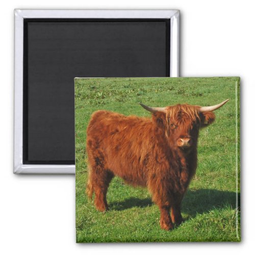 Scottish Highland Cattle Magnet
