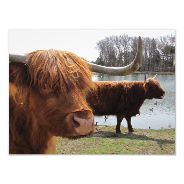 Scottish Highland Cattle ~ Photo Print (Front)